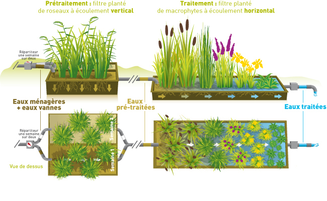 assainissement ecologique eaux grises